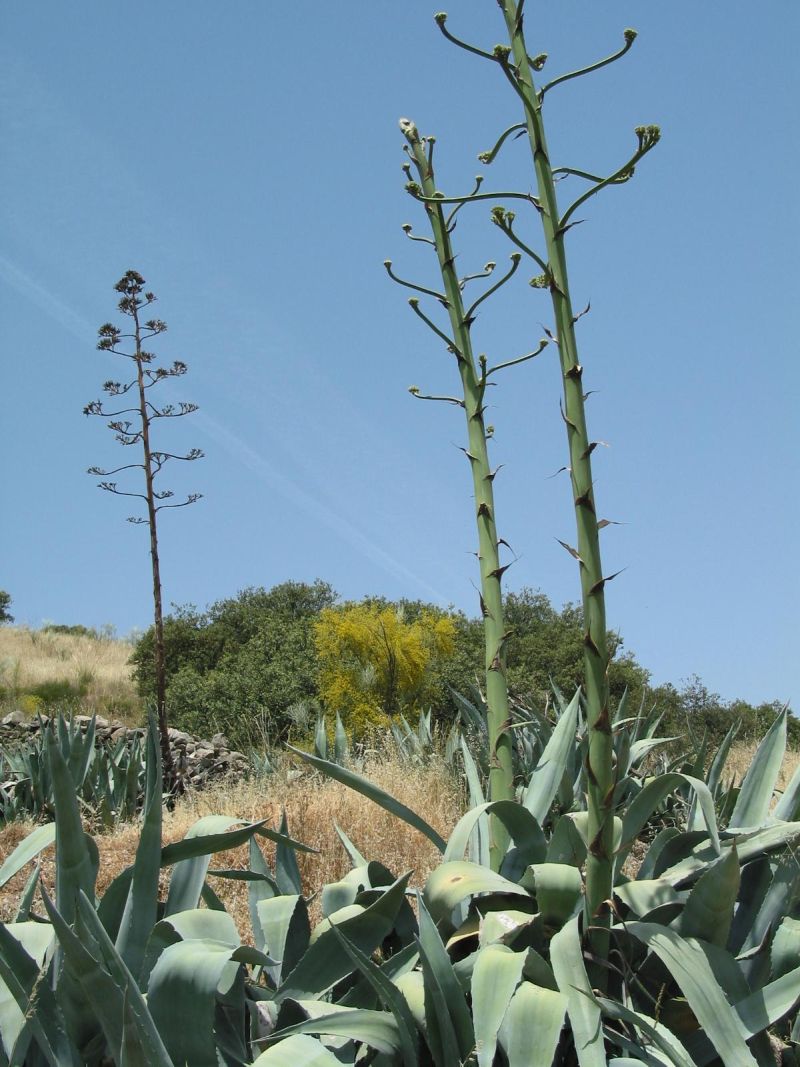zon cactusses.